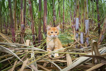 Cute orange cat, Kitten playing