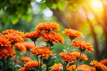 Beautiful Spring Wallflower Blooms in Vibrant Orange Shades Capturing the Essence of Nature's Colorful Palette in a Serene Garden Setting