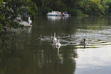 Obraz premium A family of swans glides among the fishing boats on the Danube