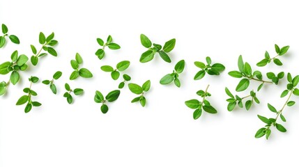 Fresh Green Leaves Arrangement on White Background Celebrating Nature's Beauty and Versatility for Culinary, Aromatic, and Decorative Purposes