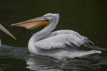 The Dalmatian Pelican (Pelecanus crispus).