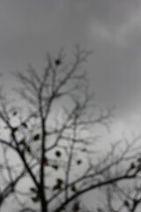 A dream view of bare branches reaching for the overcast sky.