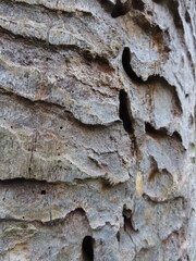 Feeding traces of  Cerambyx cerdo
