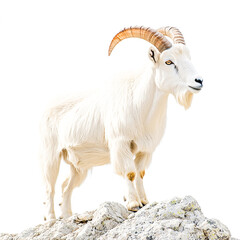 Majestic white mountain goat standing on rocky terrain with impressive curved horns Isolated on white background