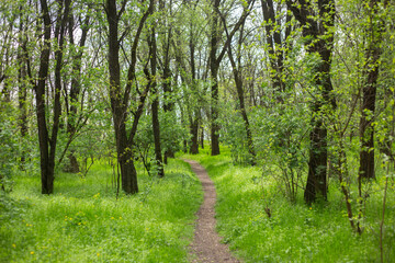 Fototapeta premium beautiful spring landscape in a sunny day