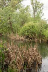 beautiful spring landscape in a sunny day