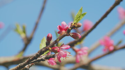 Spring Time In Blooming Garden. Spring Background Art With Pink Blossom. Blooming Background. Close up.