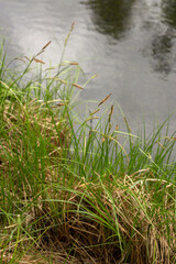 beautiful spring landscape in a sunny day