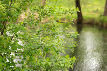 beautiful spring landscape in a sunny day