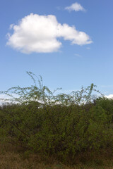 beautiful spring landscape in a sunny day