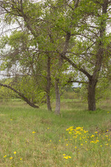 beautiful spring landscape in a sunny day