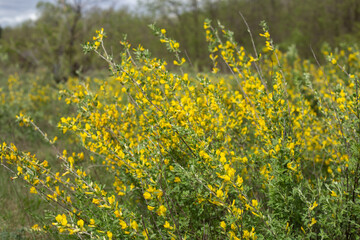 beautiful spring landscape in a sunny day