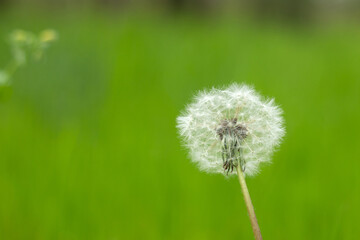 beautiful spring landscape in a sunny day