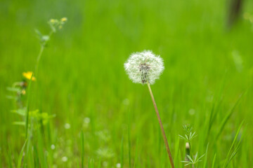 beautiful spring landscape in a sunny day