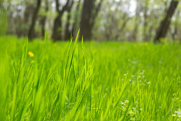 beautiful spring landscape in a sunny day
