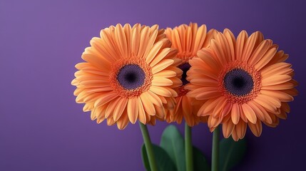three orange gerberas on beautiful bright purple background