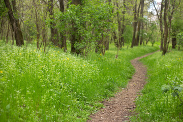 Fototapeta premium path in the park