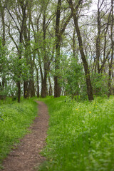 beautiful spring landscape in a sunny day