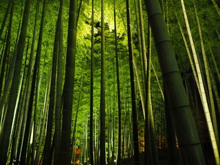 Fototapeta premium bamboo forest