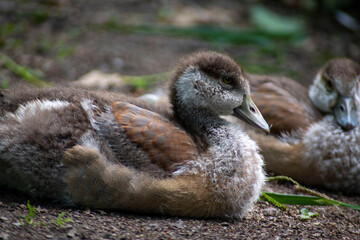 Beautiful Egyptian Goose goslings(Alopochen aegyptiaca). 