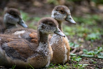 Beautiful Egyptian Goose goslings(Alopochen aegyptiaca). 