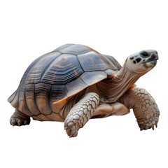 Obraz premium A Greek tortoise isolated on white background as transparent PNG, generative AI animal