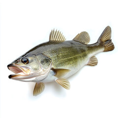 Largemouth bass fish isolated on white background.