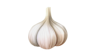 Fresh Garlic Bulb Watercolor Painting Culinary Ingredient Food Photography
