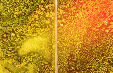 Highway through forest on sunset, aerial view. Empty Road with trees at field. Asphalt road, top view. Aerial above view of freeway. Asphalt Road through forest in wild, drone view. Highway, top shot.