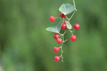 Fruits of Smilax aspera on green background