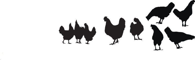 Set of eight breeds of domestic chicken Flat vector illustration Poultry farming