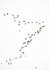 Flock of flying birds on white background isolated. Large flock of wild birds.