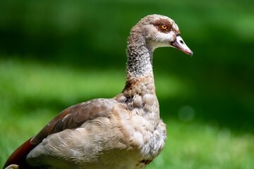 Beautiful Egyptian Goose (Alopochen aegyptiaca). 