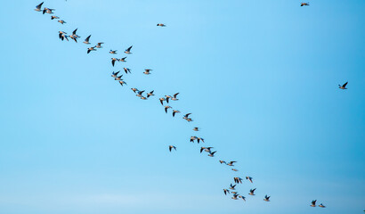A flock of birds flies in the blue sky. Awakening of nature in spring, free flight. A flock of small birds in flight against a blue sky with clouds.