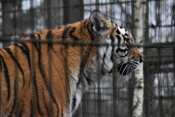 This Siberian tiger is in a zoo. The animal is very endangered.