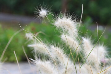 Obraz premium flower plumes of cenchrus longisetus (feathertop grass) in the garden