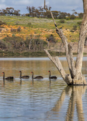 Fototapeta premium Black swans gliding across the tranquil waters of the Murray River surrounded by natural beauty in South Australia