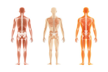 Three human figures displaying different anatomical structures and systems, highlighting skeletal and muscular features in varying color schemes.