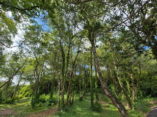 Park with beautiful trees and plants in Ireland, park zone