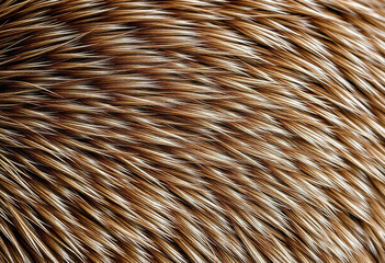 Macro View Of Animal Fur Texture