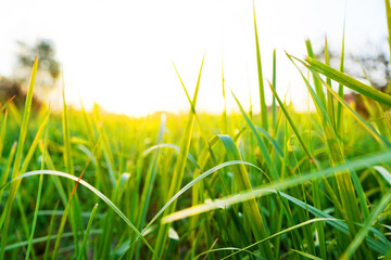 Grass on bright sunset background. Green grass background, texture. Grass close up. Green field in the sun rays close-up. Farm field Space for text, designer pattern. Morning sunrise. Bright green.
