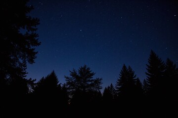 Naklejka premium Night sky forest trees stars silhouettes conifers deciduous