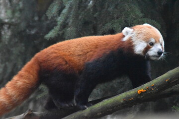 This red panda is outdoors in a zoo. The animal is very endangered.