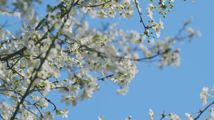 Insect honey bee pollinates. Blossom Cherry Or Apple Small White Flowers On Tree Branches. Blossoming Tree Brunch With White Flowers.