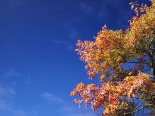 Autumn tree and sky background