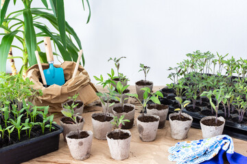 Pricking out, young green seedlings of tomato in eco friendly pots, transplanting seedlings from...