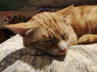 Gatto rosso che dorme