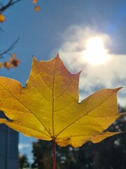 Autumn yellow leaf over blue sky and sun background