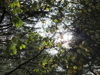 High trees in the forest as they are seen from the bottom