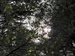 High trees in the forest as they are seen from the bottom